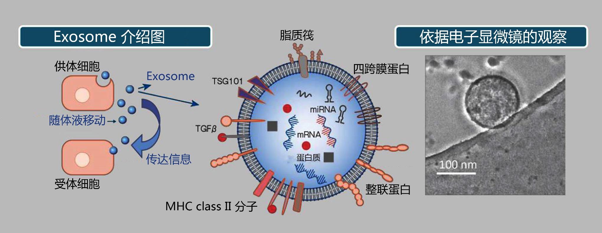 EXOSOME